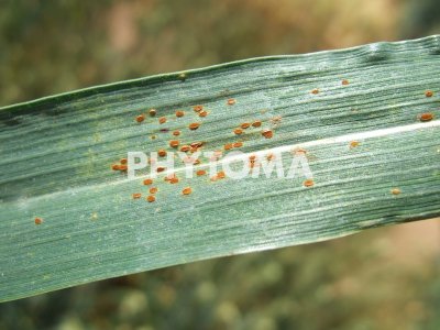 Puccinia graminis f. sp. tritici